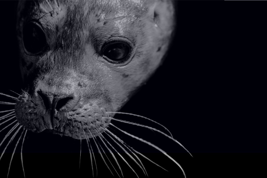 Harbour seal underwater