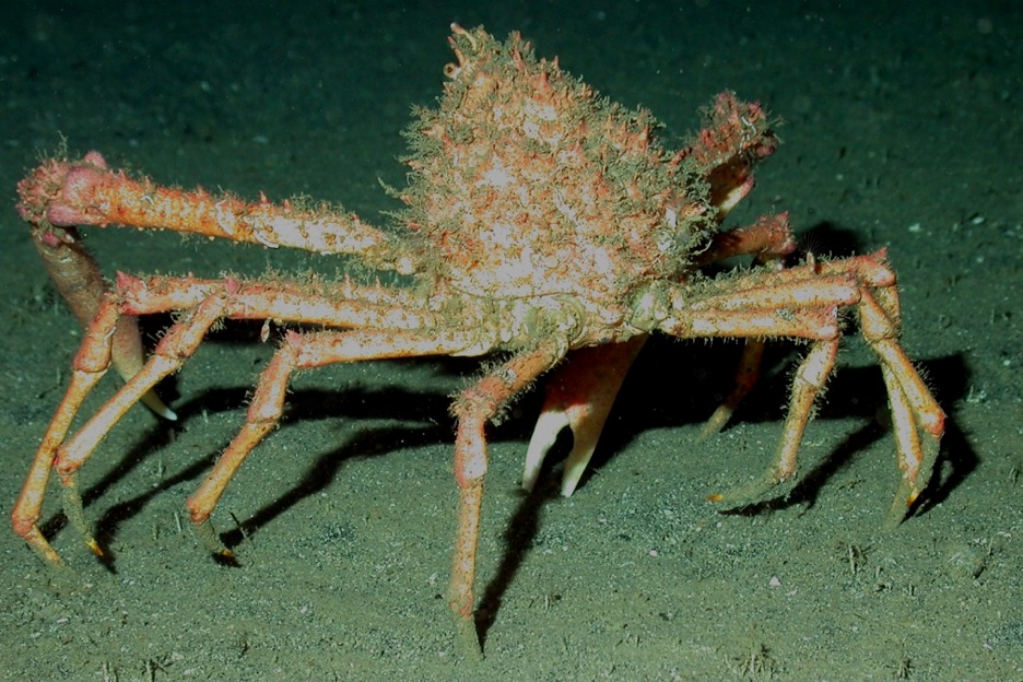 Spider crab (Maja squinado) underwater