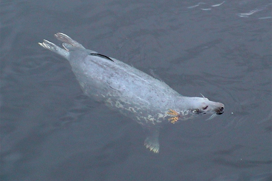 Seal with earring