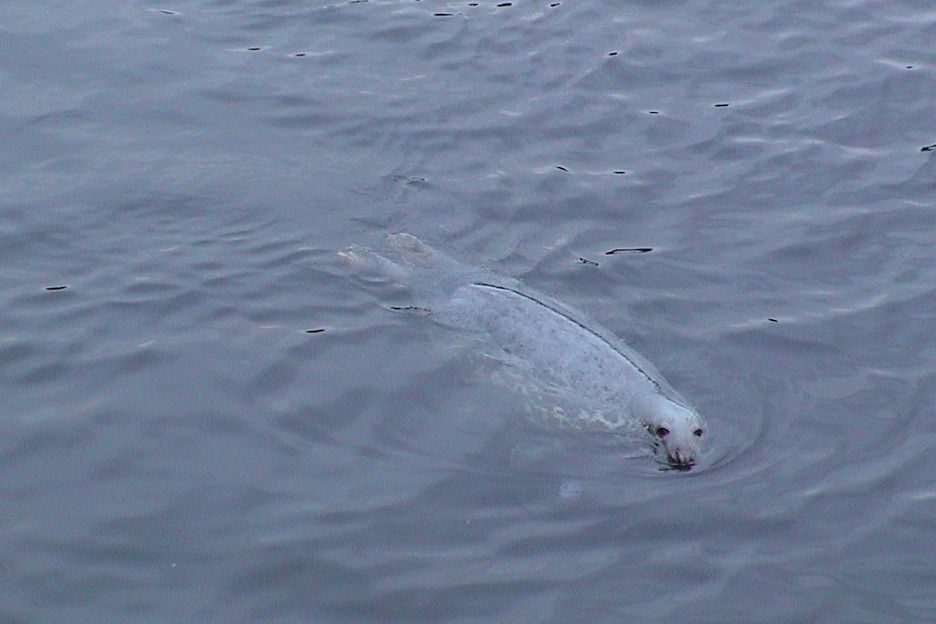 Atlantic seal