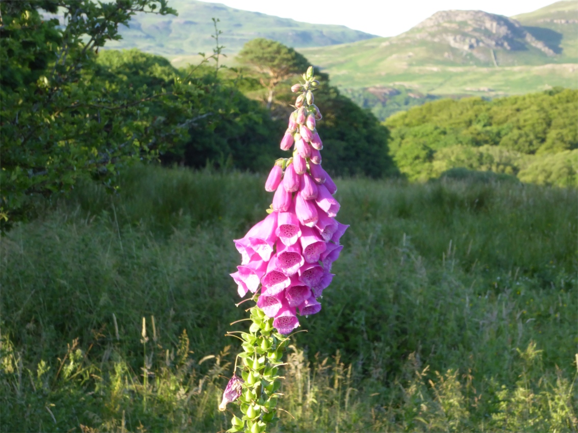 Eastern part of island of Ulva