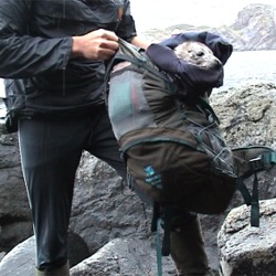 Baby seal rescue