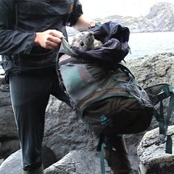 Baby seal rescue