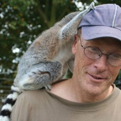 Ring-tailed lemur