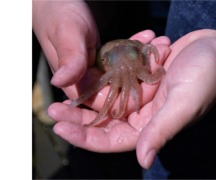 Baby cuttlefish